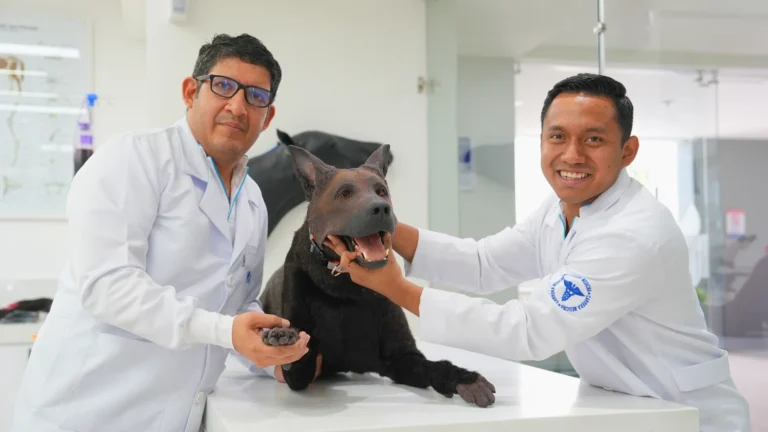 Carrera de Medicina Veterinaria en la Universidad ECOTEC
