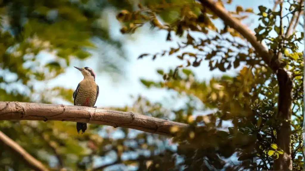 Carpintero en las áreas verdes del campus