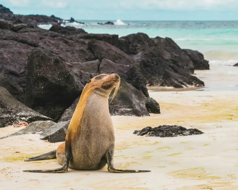 Lobo marino en una playa de las islas Galápagos